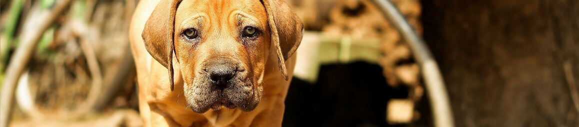 Avoir une portée de chiots